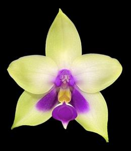 Phalaenopsis bellina