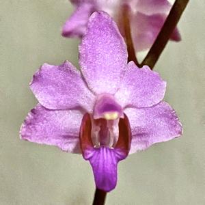 Phalaenopsis buyssoniana