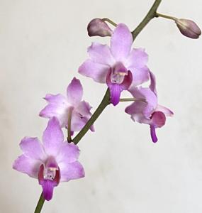 Phalaenopsis buyssoniana