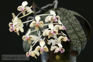 Phalaenopsis celebensis