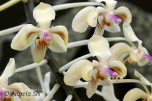 Phalaenopsis celebensis