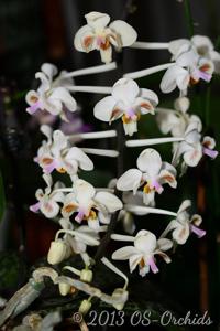 Phalaenopsis celebensis