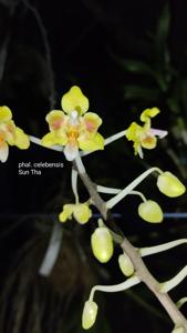 Phalaenopsis celebensis