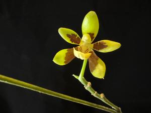 Phalaenopsis kunstleri