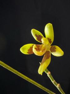 Phalaenopsis kunstleri