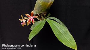 Phalaenopsis corningiana