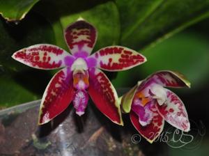 Phalaenopsis corningiana