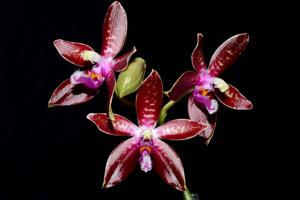 Phalaenopsis corningiana