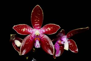 Phalaenopsis corningiana