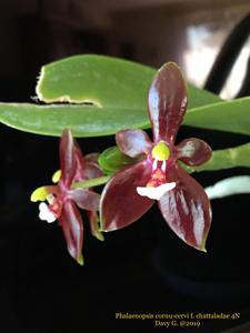 Phalaenopsis cornu-cervi f. chattaladae