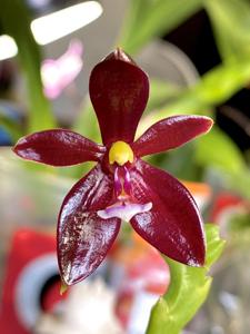 Phalaenopsis cornu-cervi f. chattaladae