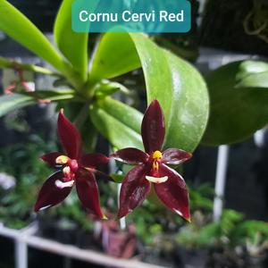 Phalaenopsis cornu-cervi