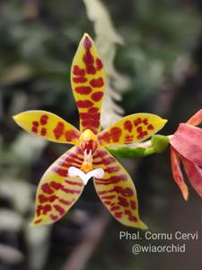 Phalaenopsis cornu-cervi