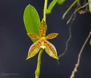 Phalaenopsis cornu-cervi