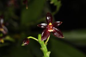 Phalaenopsis cornu-cervi f. chattaladae