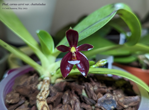 Phalaenopsis cornu-cervi f. chattaladae