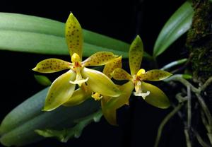 Phalaenopsis cornu-cervi