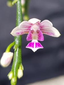 Phalaenopsis deliciosa