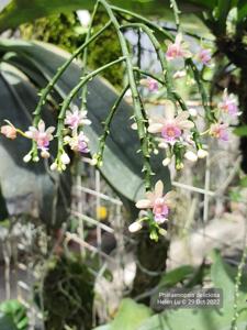 Phalaenopsis deliciosa