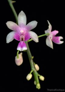 Phalaenopsis deliciosa