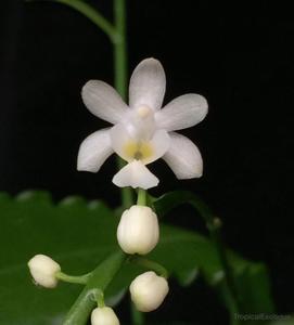 Phalaenopsis deliciosa