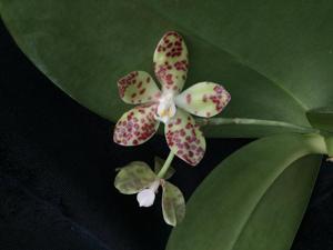 Phalaenopsis doweryensis