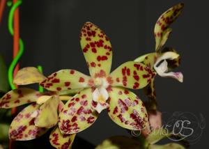 Phalaenopsis doweryensis