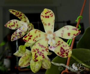 Phalaenopsis doweryensis