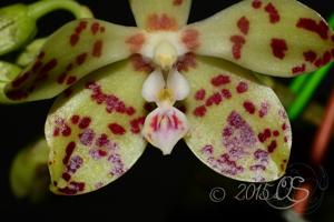 Phalaenopsis doweryensis