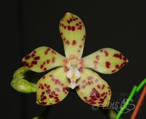 Phalaenopsis doweryensis