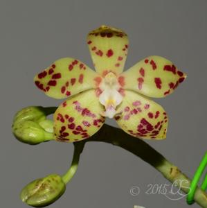 Phalaenopsis doweryensis