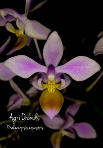 Phalaenopsis equestris