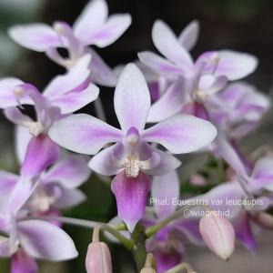 Phalaenopsis equestris