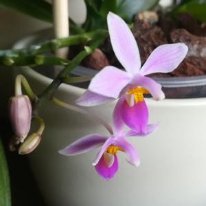 Phalaenopsis equestris