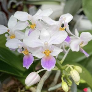 Phalaenopsis equestris