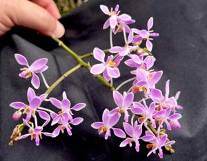 Phalaenopsis equestris