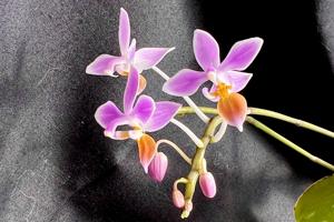 Phalaenopsis equestris