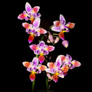 Phalaenopsis equestris