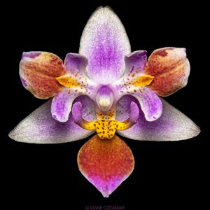 Phalaenopsis equestris