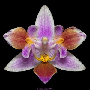 Phalaenopsis equestris