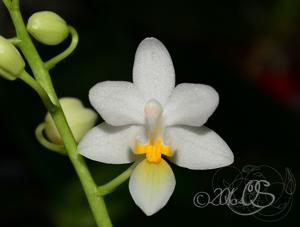 Phalaenopsis equestris