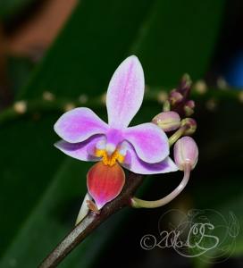 Phalaenopsis equestris