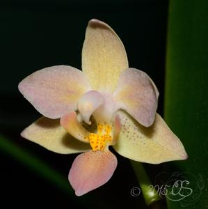 Phalaenopsis equestris