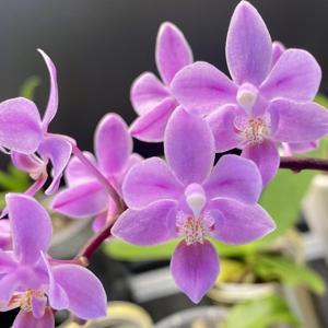 Phalaenopsis equestris