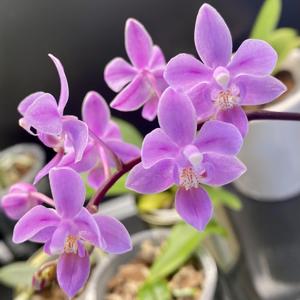 Phalaenopsis equestris