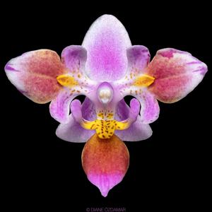 Phalaenopsis equestris