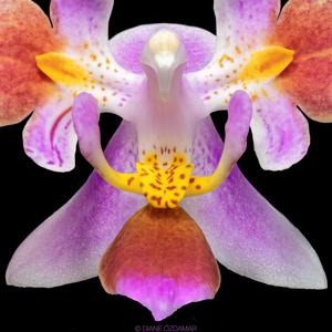 Phalaenopsis equestris