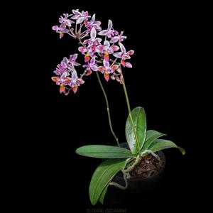 Phalaenopsis equestris