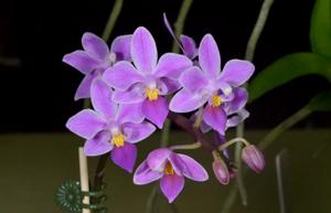 Phalaenopsis equestris