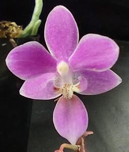 Phalaenopsis equestris